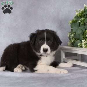 Bentley, Border Collie Puppy
